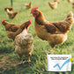 100g Poultry Digestive Health Supplement