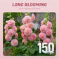 Multi-Season Blooming Hollyhock Seeds