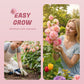 Multi-Season Blooming Hollyhock Seeds