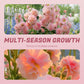 Multi-Season Blooming Hollyhock Seeds