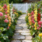 Multi-Season Blooming Hollyhock Seeds
