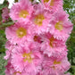 Multi-Season Blooming Hollyhock Seeds