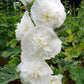 Multi-Season Blooming Hollyhock Seeds
