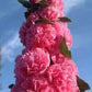 Multi-Season Blooming Hollyhock Seeds