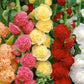 Multi-Season Blooming Hollyhock Seeds