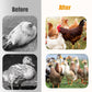Poultry & Livestock Leg Health Supplement
