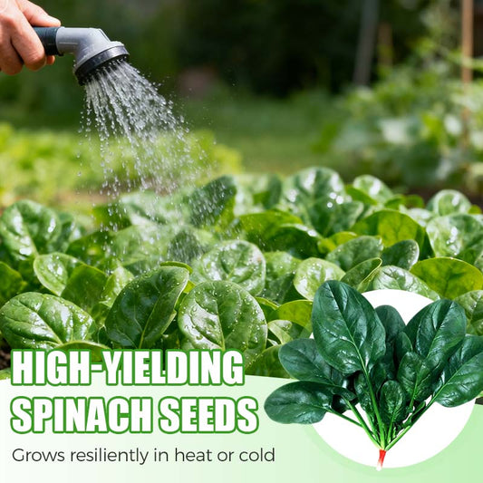 High-yielding Cold & Heat Tolerant Spinach Seeds