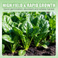 High-yielding Cold & Heat Tolerant Spinach Seeds