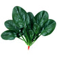 High-yielding Cold & Heat Tolerant Spinach Seeds