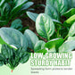 High-yielding Cold & Heat Tolerant Spinach Seeds