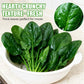 High-yielding Cold & Heat Tolerant Spinach Seeds