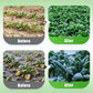 High-yielding Cold & Heat Tolerant Spinach Seeds