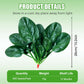 High-yielding Cold & Heat Tolerant Spinach Seeds