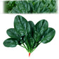 High-yielding Cold & Heat Tolerant Spinach Seeds
