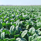 High-yielding Cold & Heat Tolerant Spinach Seeds