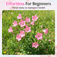 Mixed Colors Easy To Grow Lisianthus Seeds 