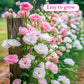 Mixed Colors Easy To Grow Lisianthus Seeds 
