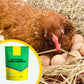 Anti-Pecking Poultry Supplement for Chickens