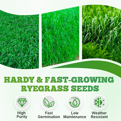 Hardy & Fast-Growing Ryegrass Seeds