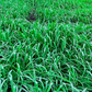 Hardy & Fast-Growing Ryegrass Seeds