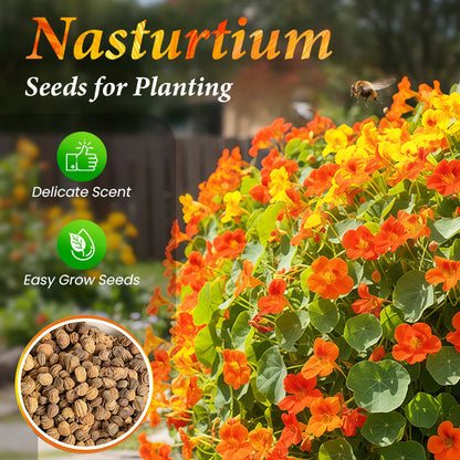 Nasturtium Seeds for Planting