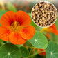 Nasturtium Seeds for Planting