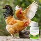 All Natural Formula Tablets for Poultry