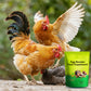 Egg Booster Feed Supplement