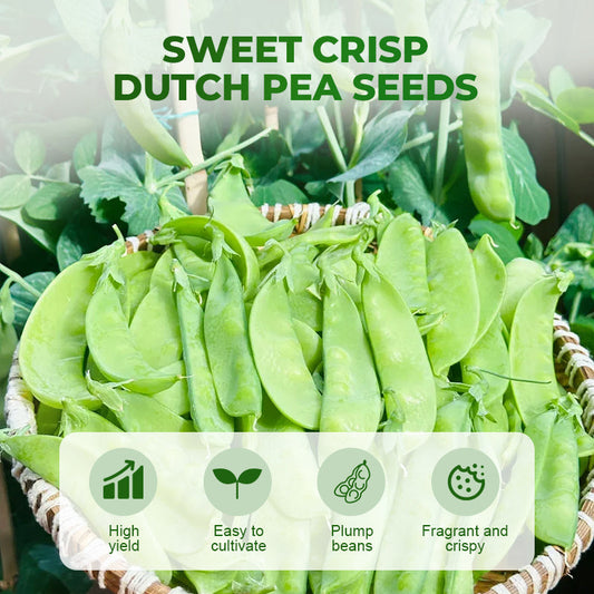 Sweet Crisp Dutch Pea Seeds