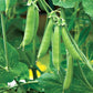 Sweet Crisp Dutch Pea Seeds