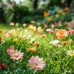 Colorful Wildflower Seed Mix for All Seasons