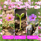 Colorful Wildflower Seed Mix for All Seasons