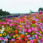 Colorful Wildflower Seed Mix for All Seasons