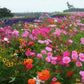 Colorful Wildflower Seed Mix for All Seasons