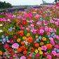 Colorful Wildflower Seed Mix for All Seasons