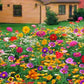 Colorful Wildflower Seed Mix for All Seasons