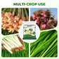Vegetable Microbial Inoculant for Garlic & Ginger