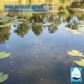 Beneficial Bacteria & Enzyme Clarifier Treatment For Ponds