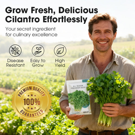 All-Season Disease-Resistant Coriander Seeds