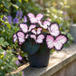 Whimsical Butterfly Shaped Flower Seeds