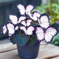 Whimsical Butterfly Shaped Flower Seeds