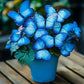 Whimsical Butterfly Shaped Flower Seeds