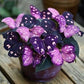 Whimsical Butterfly Shaped Flower Seeds